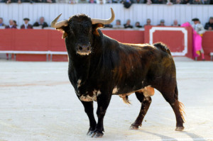 Lagarto, el toro de Cebada Gago que fue premiado con la vuelta al ruedo en la plaza francesa de Arles. Fotografía: isabelle Dupin.