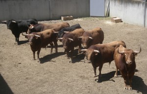 Los ocho toros de Alcurrucén que han llegado a Pamplona.