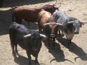 Tres de los ocho toros que llegaron inicialmente a los corrales del Gas.
