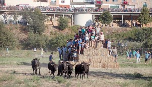 Numeroso público contempla el espectáculo de la traída de las vacas por el río Alhama desde el Paretón, mientras que los más atrevidos ven pasar a los astados subidos a pacas de paja. Fotografía: Nuria G. Landa.