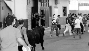 Varios corredores conducen al toro ‘Segondo’ por las calles de Lodosa. Fotografía: Juan Antonio Vaquero.