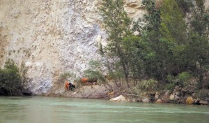 Vacas bravas aisladas en el río Alagón.