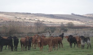 Vacas de José Antonio Baigorri.