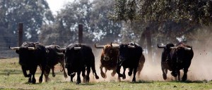 Toros de Sánchez Ibarqüen galopando en el campo. Fotografía: Aplausos.es