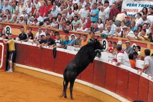 Una vaca intenta saltar la barrera de la plaza de Tudela. Fotografía: Diario de Navarra.
