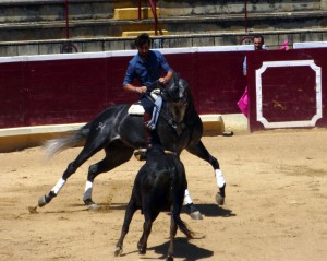 Armendáriz toreando con Litri, uno de sus nuevos caballos.