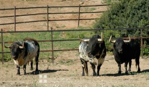Tres de los toros reseñados para Pamplona.