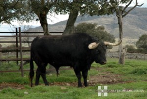 Toro 2