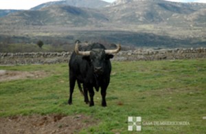 Toro 4
