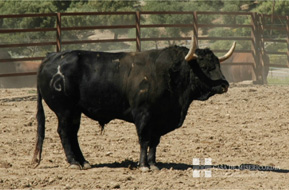 Uno de los toros de Fuente Ymbro reseñados para Pamplona.