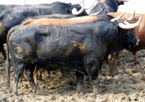 Brevito. 111. Negro. Cinqueño. 600 kilos.