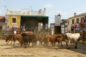 Desencajonamineto de vacas de Merino-Garde hace unos días en Mélida. Fotografía: Navarra Taurina.