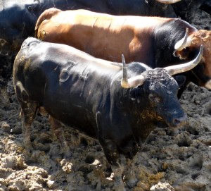 Impuesto. 34. Tostado. 545 kilos