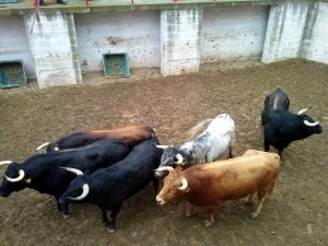 Los seis toros en un corral de plaza de Corella.. Fotografía: R. Villanueva.