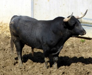 'Neblino', el toro más jugoso de la pasada Feria de Pamplona, en su paso por los corrales del Gas.