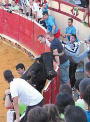 La vaca que hirió a Orlando Gil. Fotografía: Vaquero.