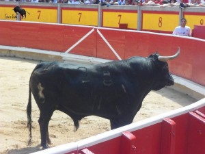 Toro de Marqués de Albaserrada en el concurso de recortes de San Fermín de 2013. Fotografía: Toro o Nada.