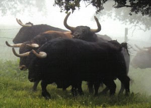 Cinco toros de Jandilla. Fotografías: Arjona.