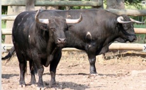 Dos toros del Tajo y La Reina lidiados el año pasado en la plaza francesa de Istres.