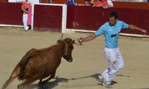 El recortador estellés Óscar de Luis cuelga una anilla en una vaca. Fotografía: S. Esparza.