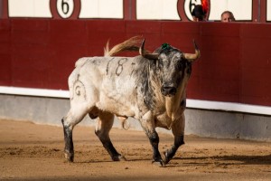 'Agitador', un gran toro de Fuente Ymbro, que mereció la vuelta al ruedo. Fotografía: Fran Jinénez.