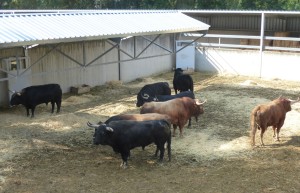 Los ocho toros de Garcigrande en el Gas.