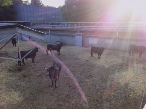 Imagen a contraluz de los toros de MIura en el Gas.