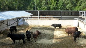 Los toros de Garcigrande en el Gas.