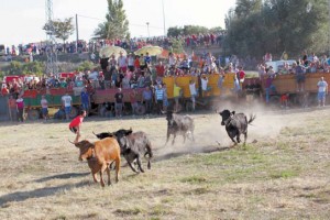 Un momento de la traída de vacas en Cintruénigo el año pasado.