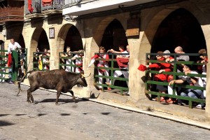 La suelta de vacas, otro elemento taurino sustancial en la fiestas de Olite.