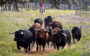 El Parlamento Europeo ha vuelto a cuestionar las ayudas a la cría de ganado bravo.