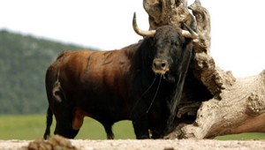Toro de Fuente Ymbro en su finca gaditana de San José del Valle. Fotografía: Arjona.
