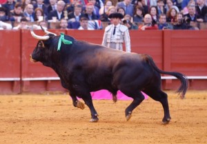 Quinto toro de Fuente Ymbro en Sevilla, al que Padilla le cortó las dos orejas.