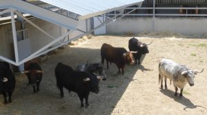 Los toros de Cebada Gago fueron los primeros en ser desembarcados en el Gas.
