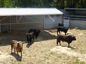 Los toros de Fuente Ymbro en un corral del Gas.