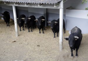 Los toros de El Capea para el rejoneo, en un corral de la plaza de toros de Pamplona.