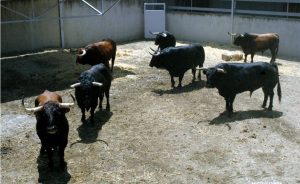 Los siete toros de Núñez del Cuvillo en un corral del Gas. Fotografía: Casa de Misericordia de Pamplona.