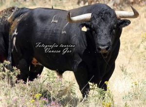 Uno de los toros de Antonio San Román que se lidiarán en Sangüesa.