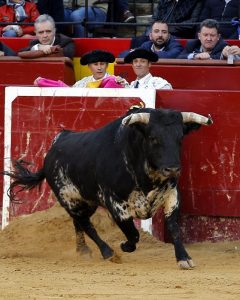 Quinto toro de Victoriano del Río, ayer en Valencia, al que Perera le cortó las dos orejas, con ayuda del palco. fotografía: Arjona.