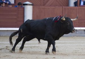 Las buenas hechuras y la seriedad de los toros de Puerto de San Lorenzo chocaron su falta de raza. Fotografía: Javier Arroyo.