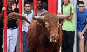 El toro 'Cantero', de Hermoso de Mendoza, en las calles de Almassora. Fotografía: pablohermoso.net