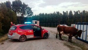 El ganadero encontró la primera vaca con ayuda de los cabestros. Fotografïa: Policía Foral.