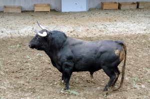 Un toro negro 2