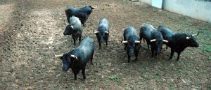 Los siete toros de José Escolar llegados hasta Pamplona.