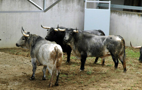 Toros de Cebada Gago a principios de julio en el Gas, de un hierro que volverá a Pamplona el año que viene.