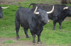 Impresionantes defensas de este toro destinado a Pamplona. Sobran las palabras