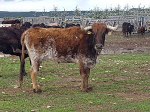 Una de las vacas que ha puesto en venta José Antonio Baigorri.