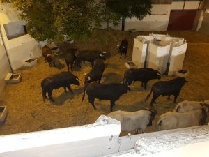 IMG-20180627-WA0019
