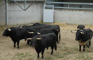 Los toros de Puerto de San Lorenzo en un corral del Gas.