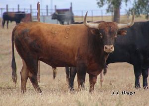 Uno de los toros de Miura que se lidiarán el 14 de julio en Pamplona.
